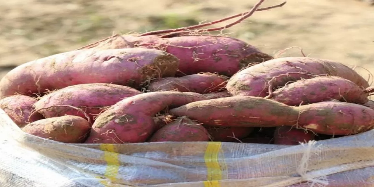 Tatlı patates yemek için 10 harika neden! Bakın tatlı patatesin faydaları neler