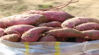 Tatlı patates yemek için 10 harika neden! Bakın tatlı patatesin faydaları neler