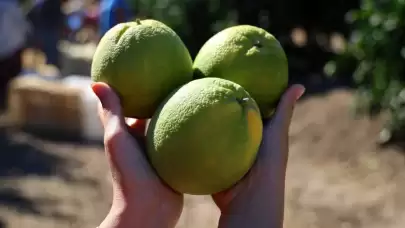 Adana'da Portakal Hasadı İçin Geri Sayım Başladı