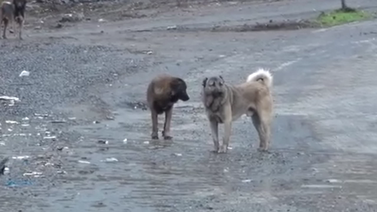 Altındağ'da parkta oyun oynayan kız çocuğuna başıboş köpekler saldırdı